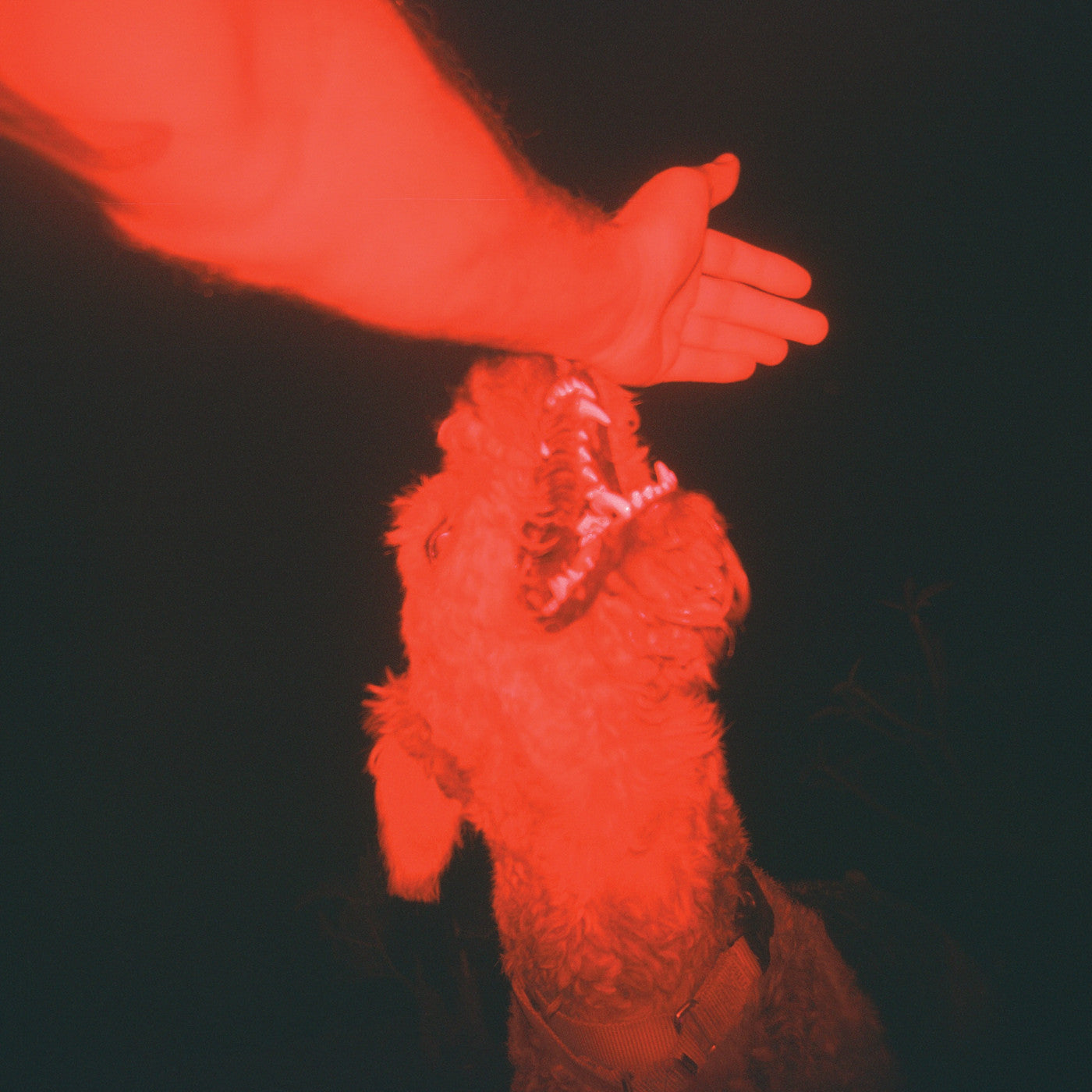 Eli Winter - Trick Of The Light (Red)