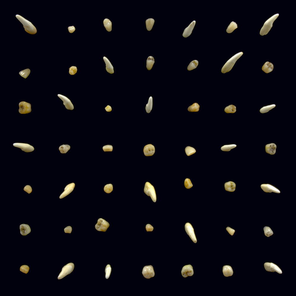 clipping. - Visions Of Bodies Being Burned