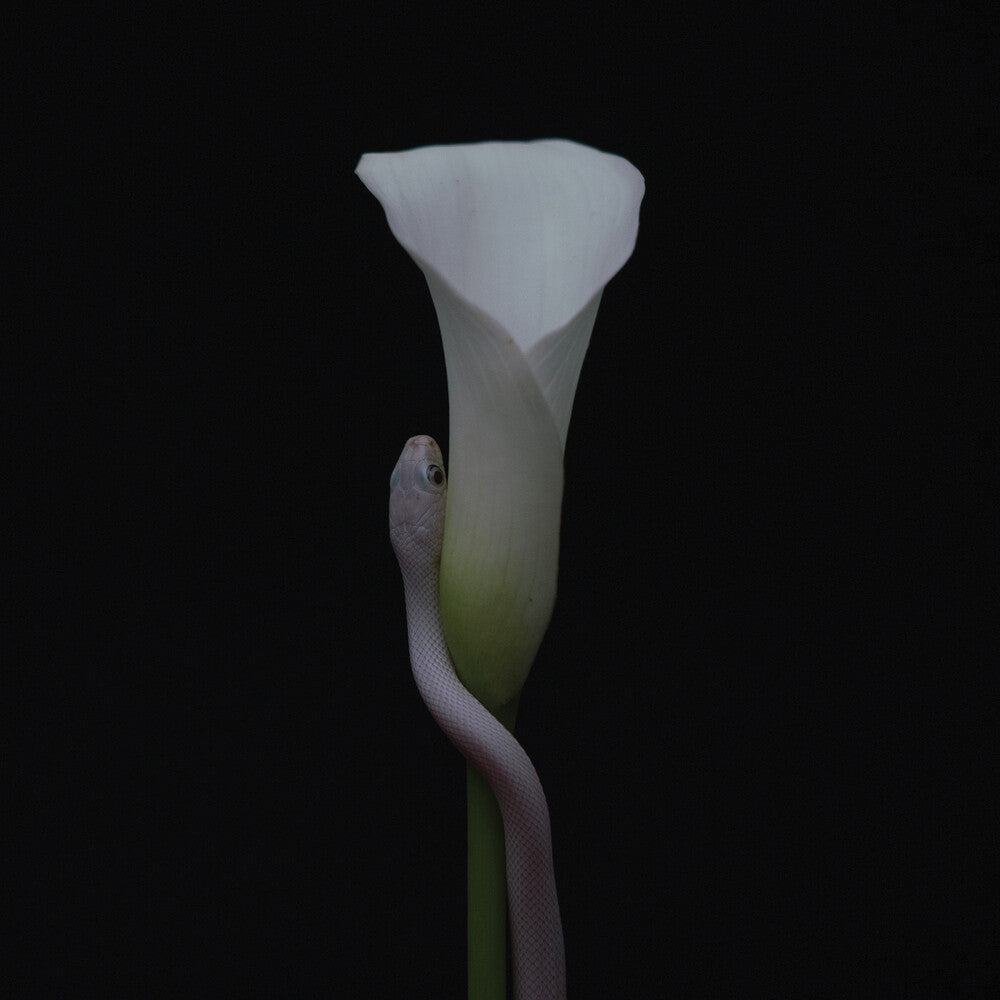 the album cover for Animals As Leaders - Parrhesia