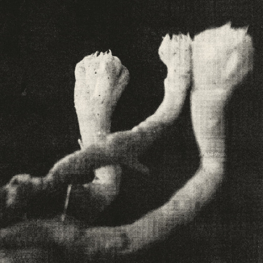 the album cover for Lauten Der Seele - Unterhaltungen Mit Larven Und Uberresten (Wsv)