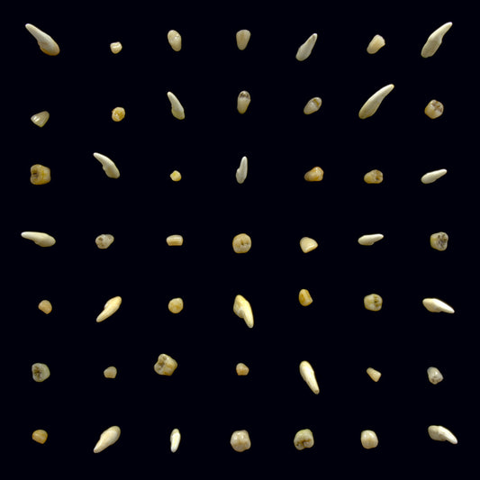 clipping. - Visions Of Bodies Being Burned