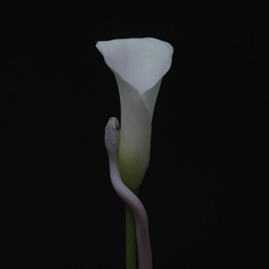 the album cover for Animals As Leaders - Parrhesia