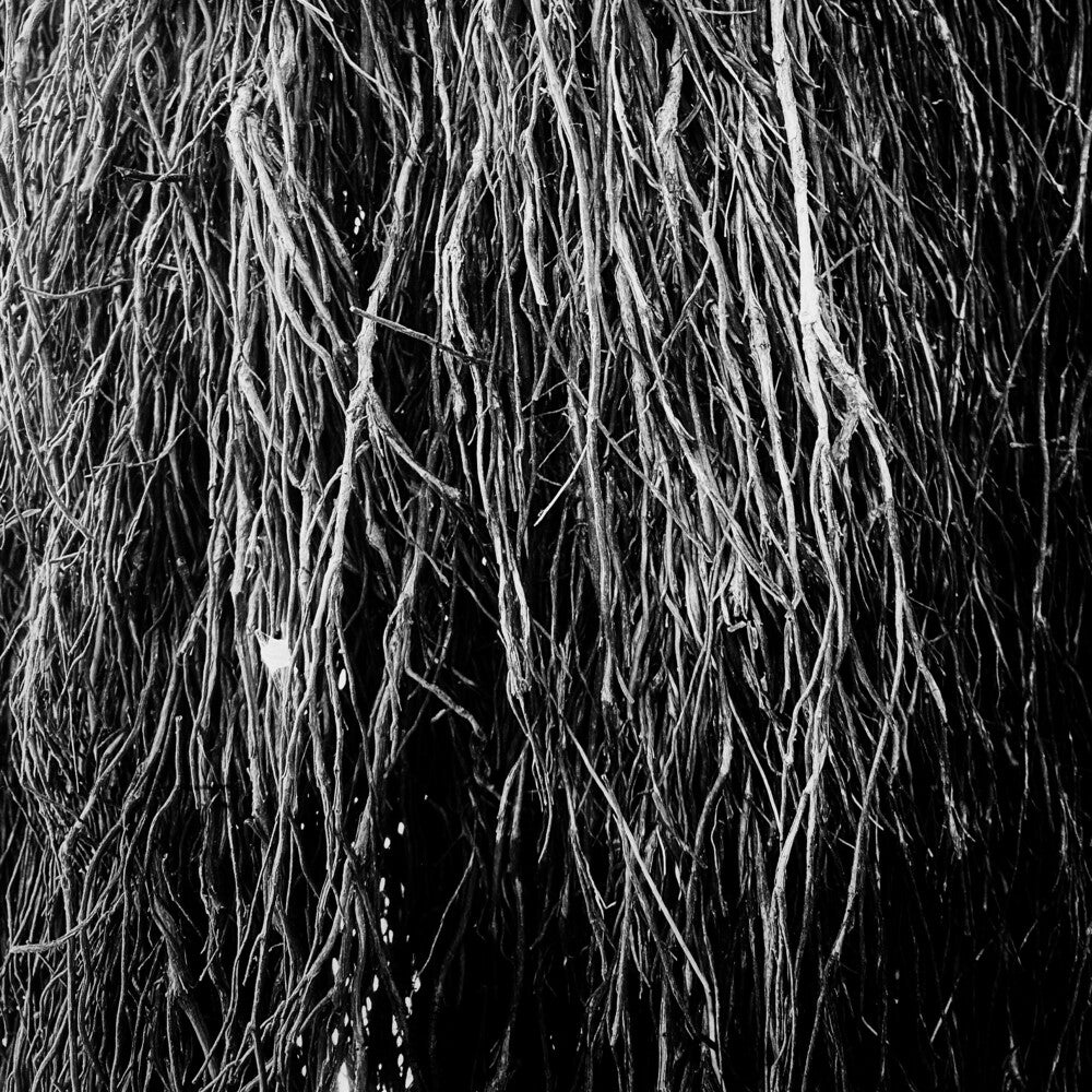Eraldo Bernocchi  / Cavalera,Iggor / Merzbow - Nocturnal Rainforest