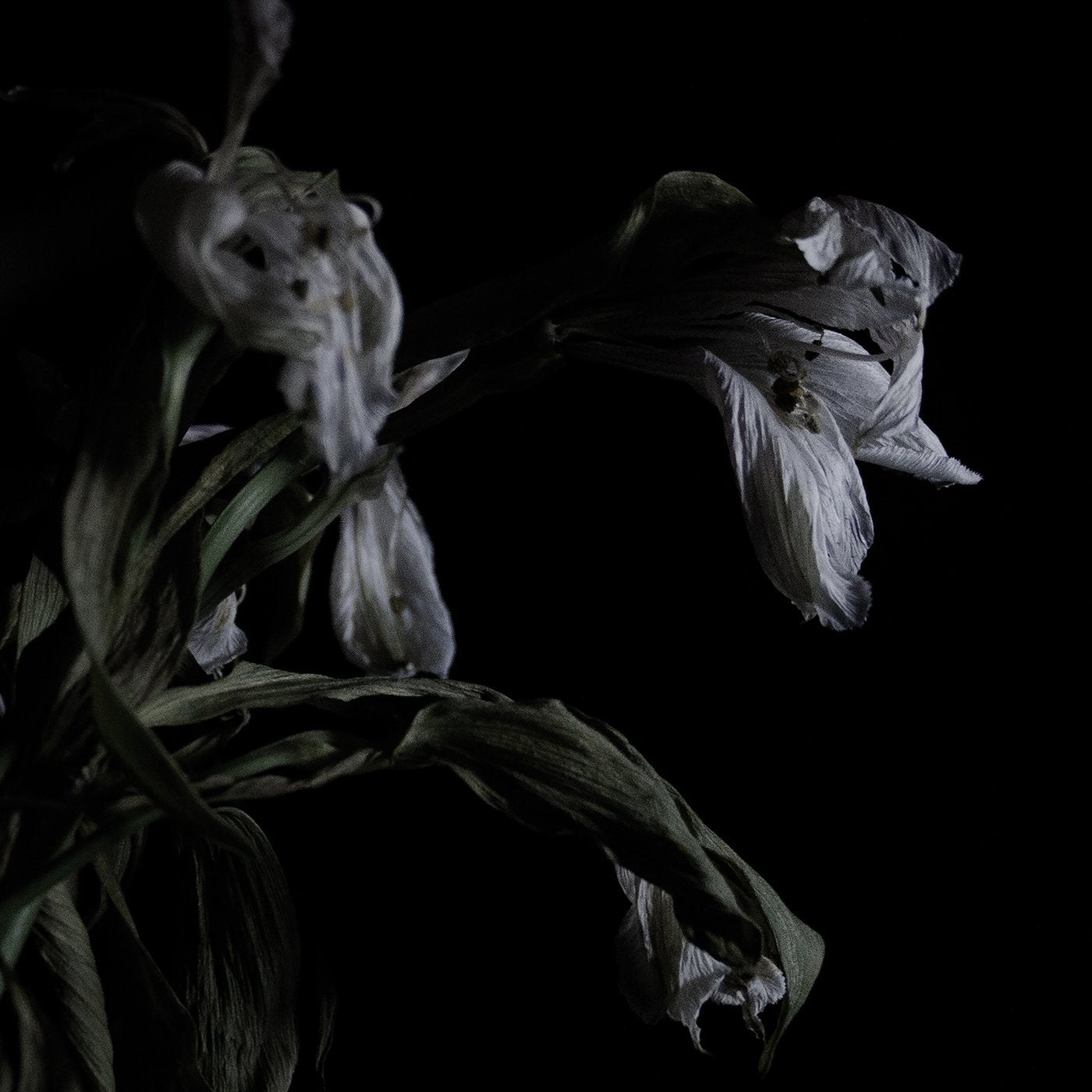 Cavernlight ‎– As We Cup Our Hands And Drink From The Stream Of Our Ache LP