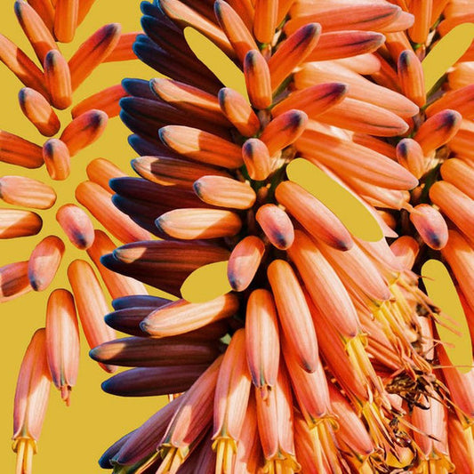 Sampology, Charlie Hill – Galaxy 12"