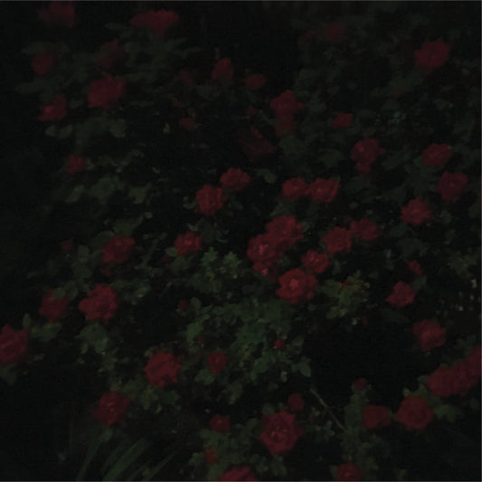 Devouring the Guilt – Not To Want To Say